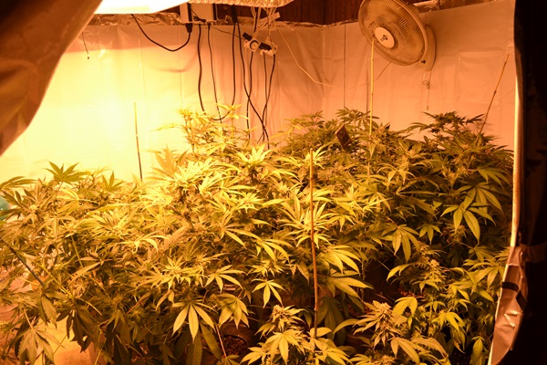 Girl Turns In Parents For Growing Pot